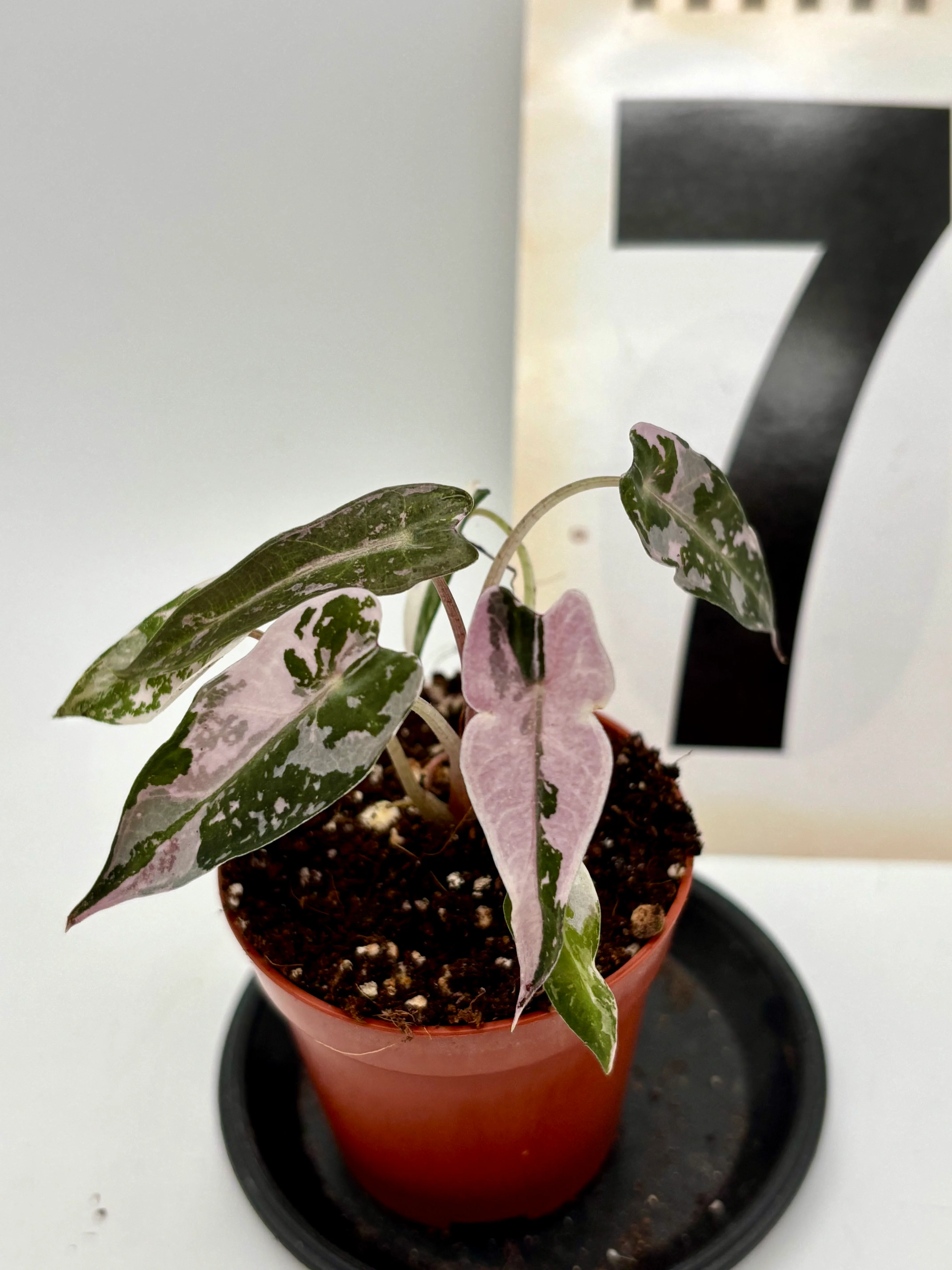 Produktbild 7