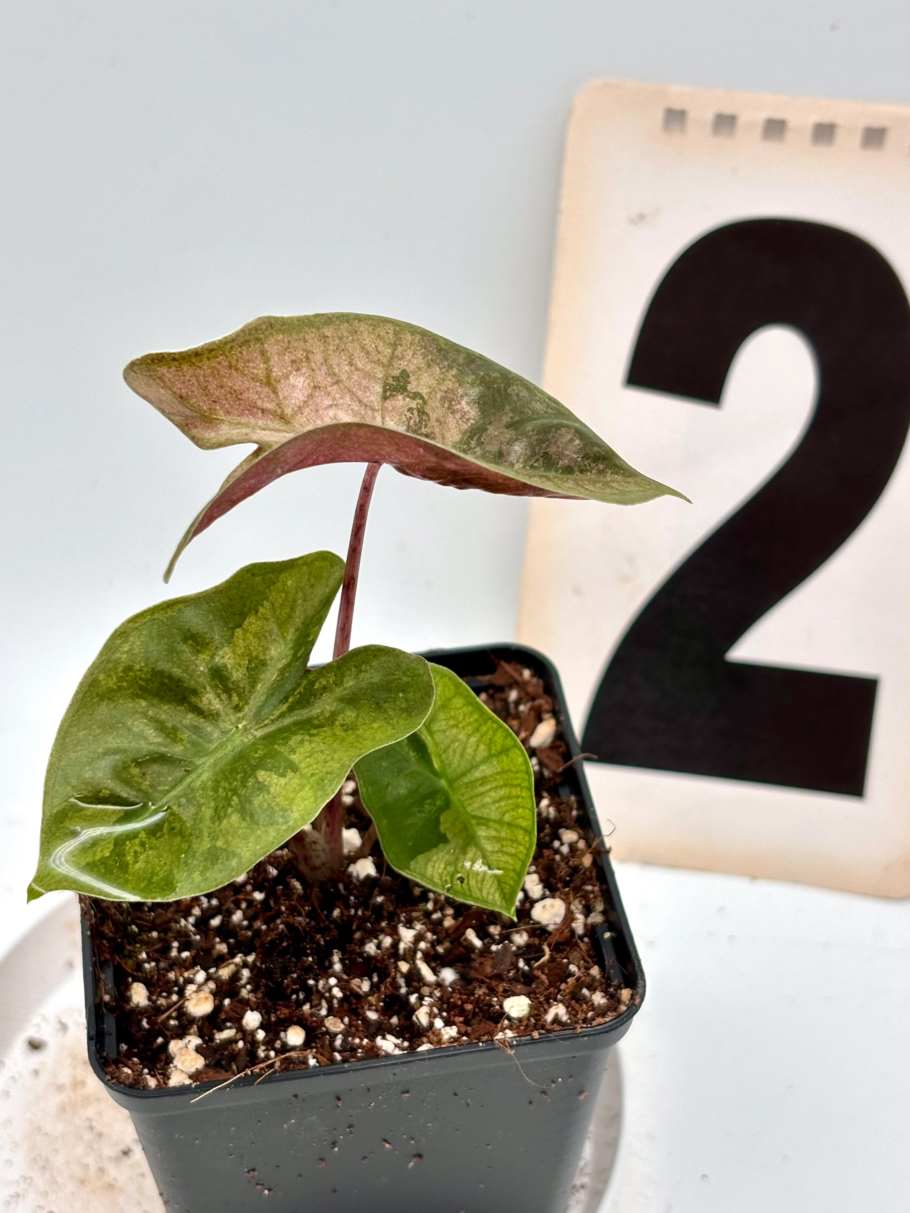 Produktbild 5
