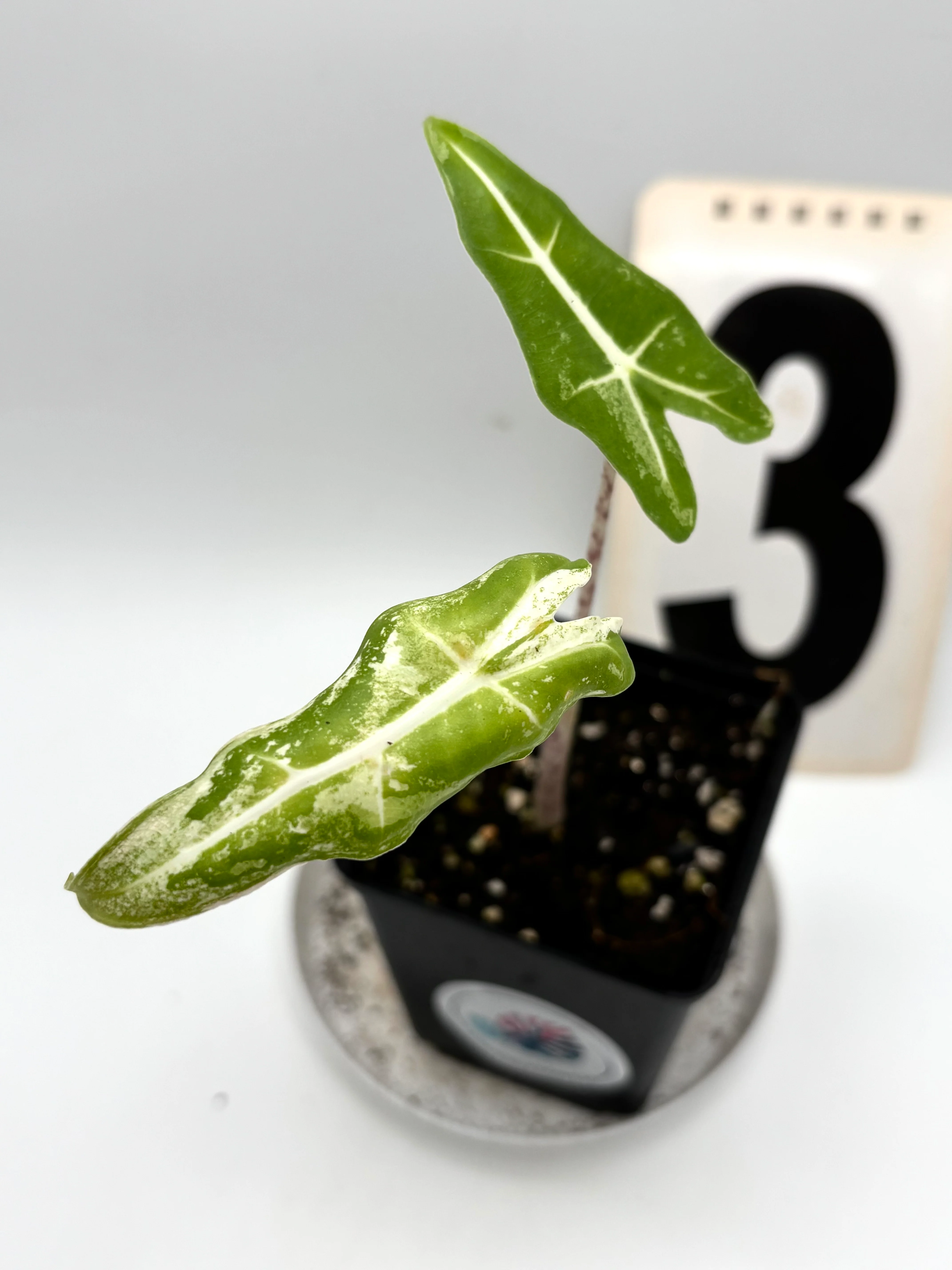 Produktbild 5