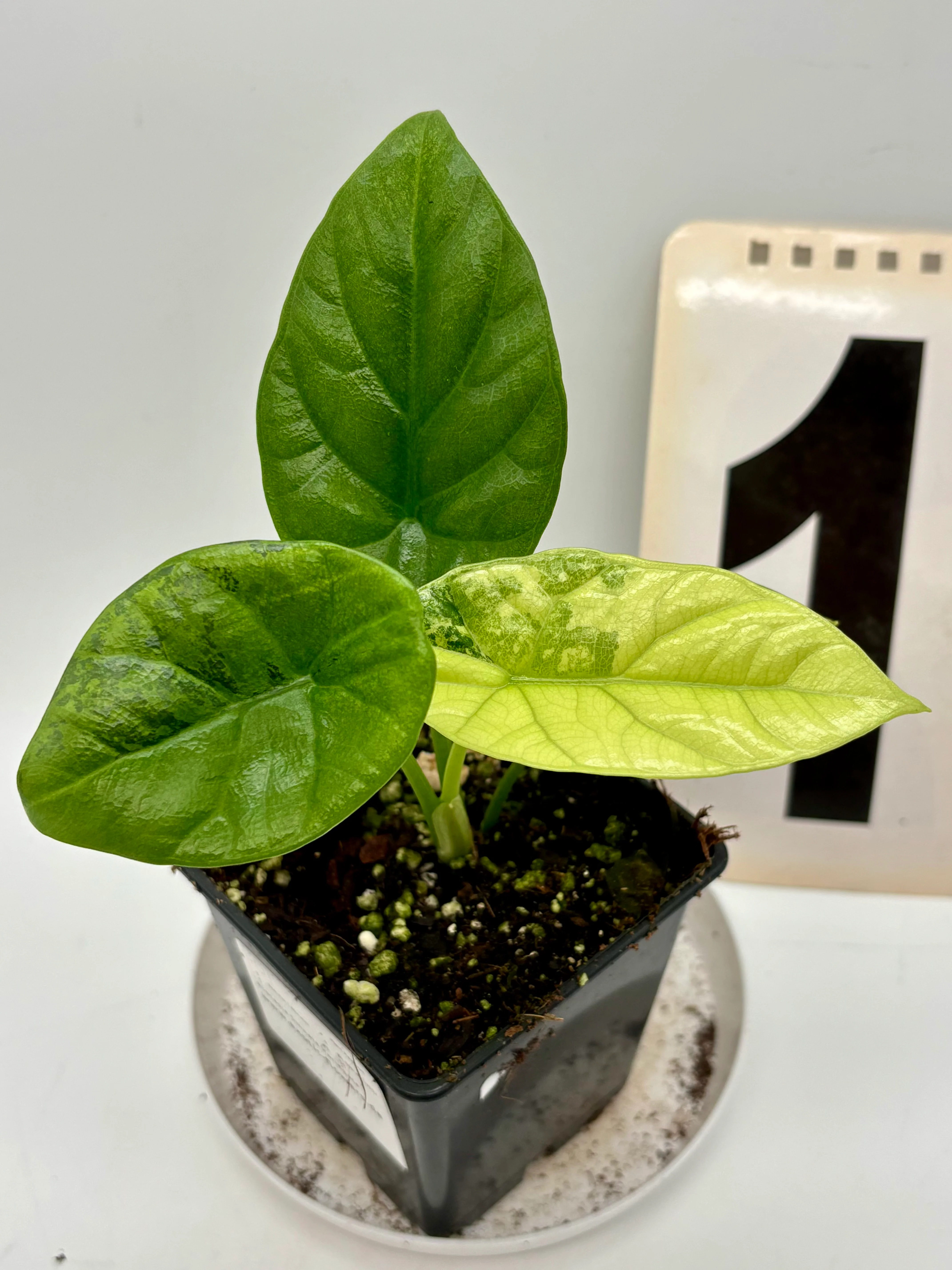 Produktbild 1