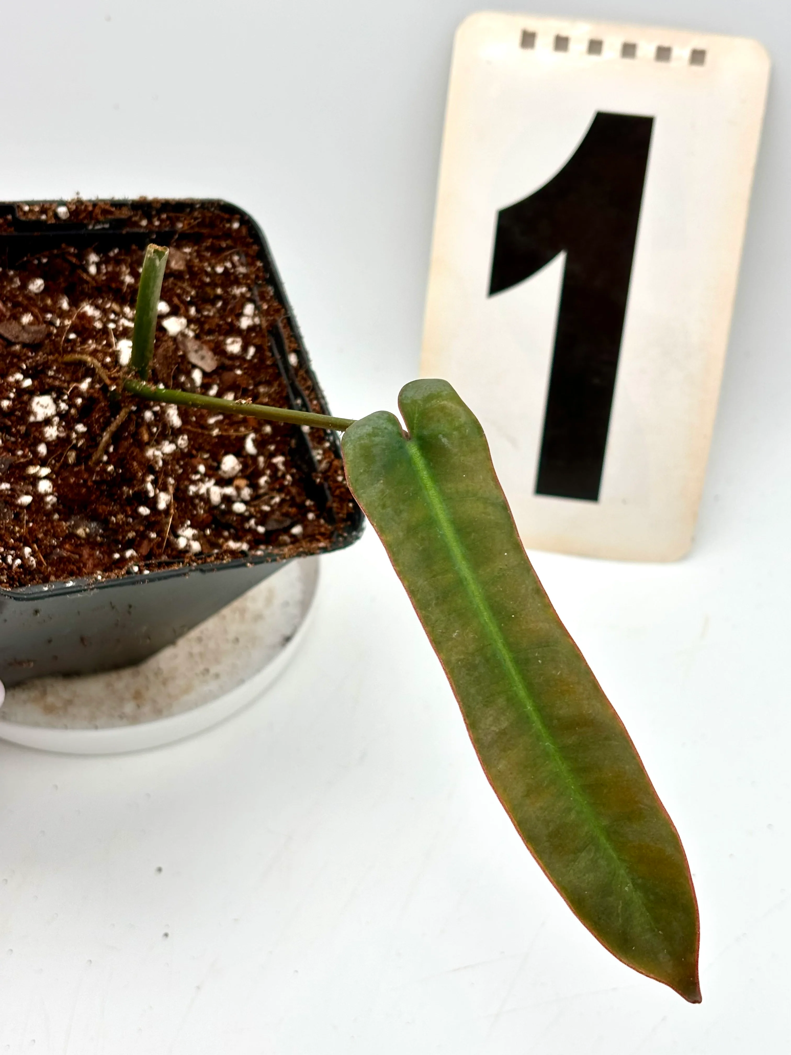 Philodendron