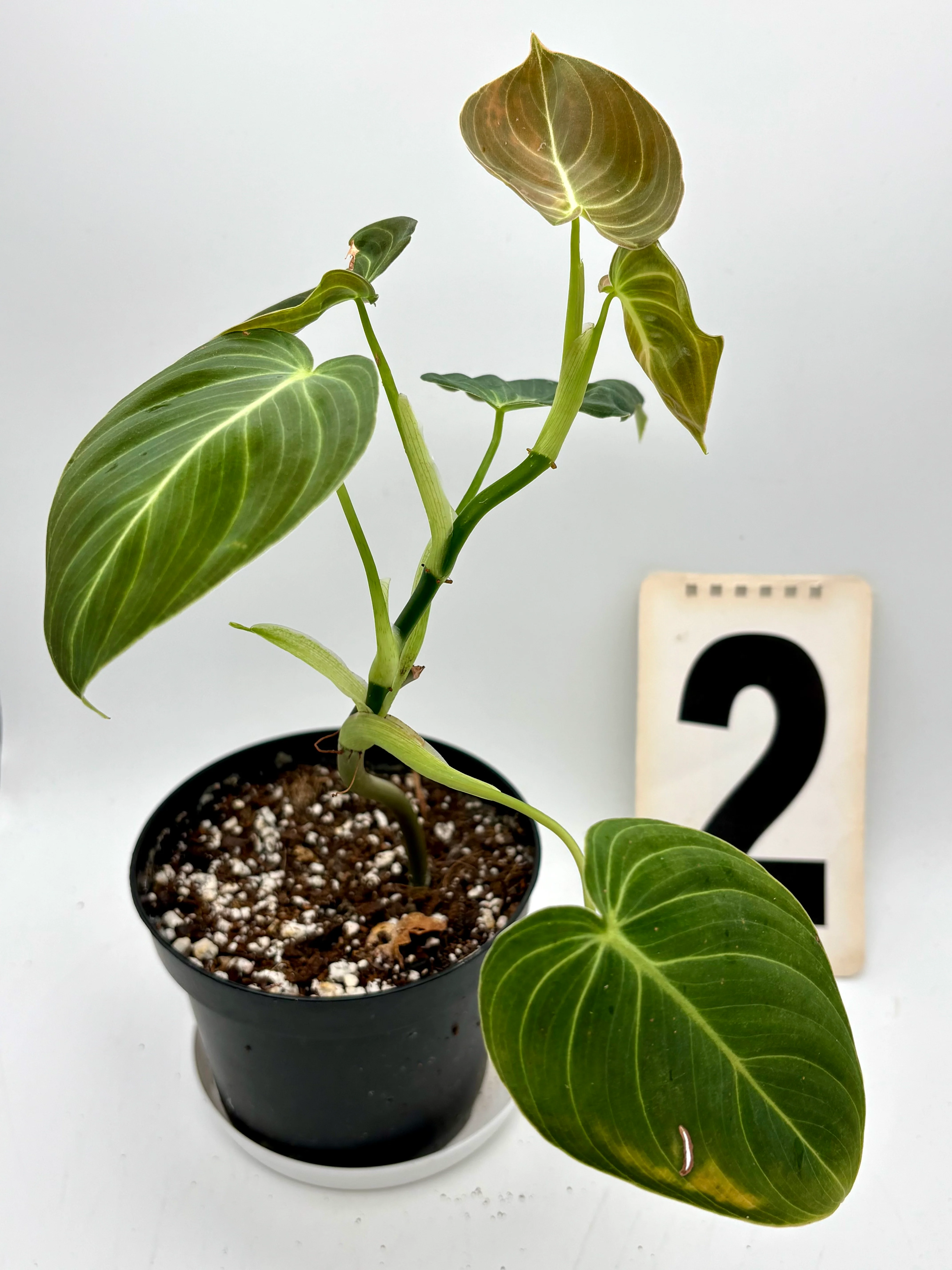 Produktbild 2
