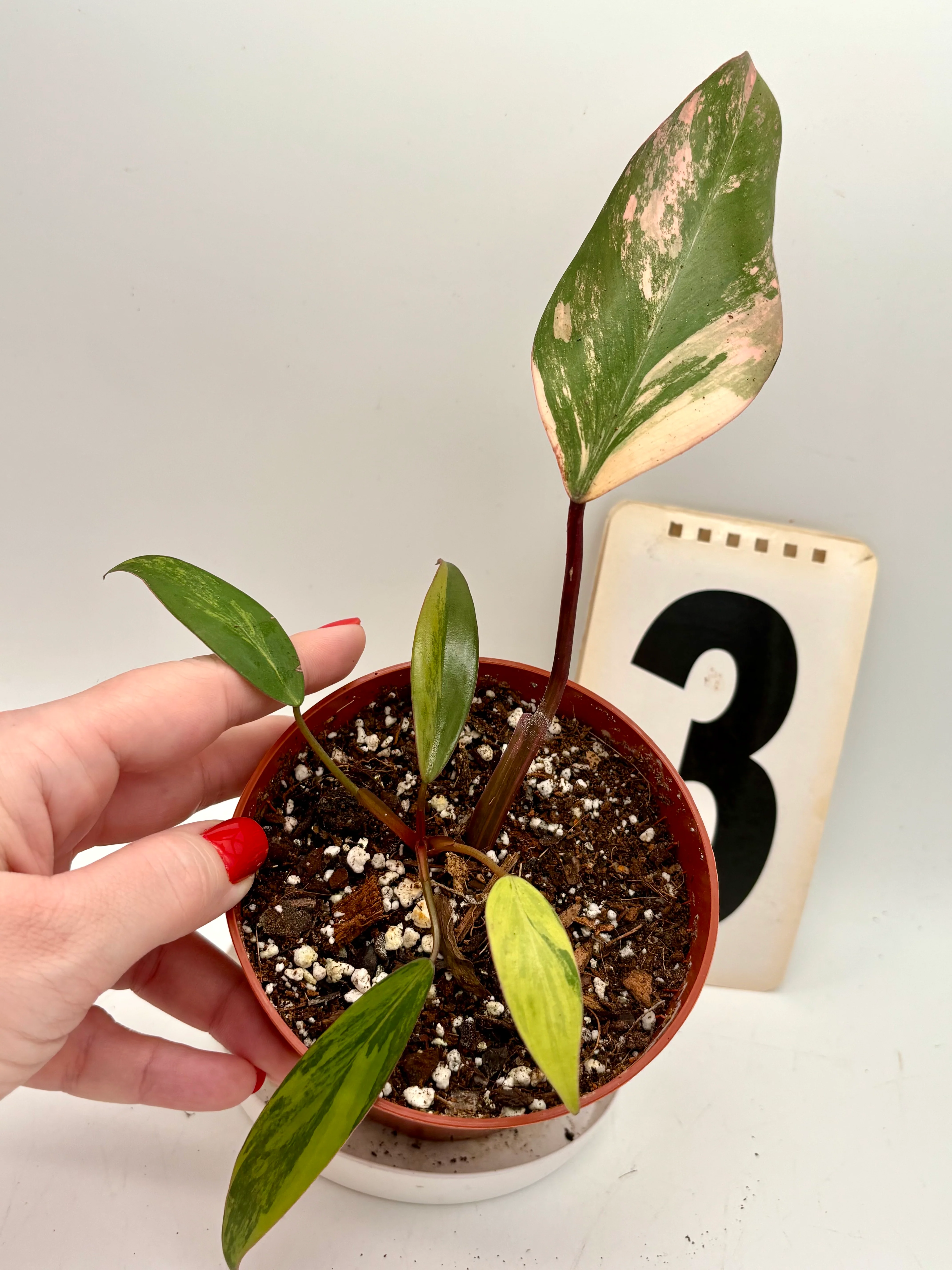 Produktbild 5
