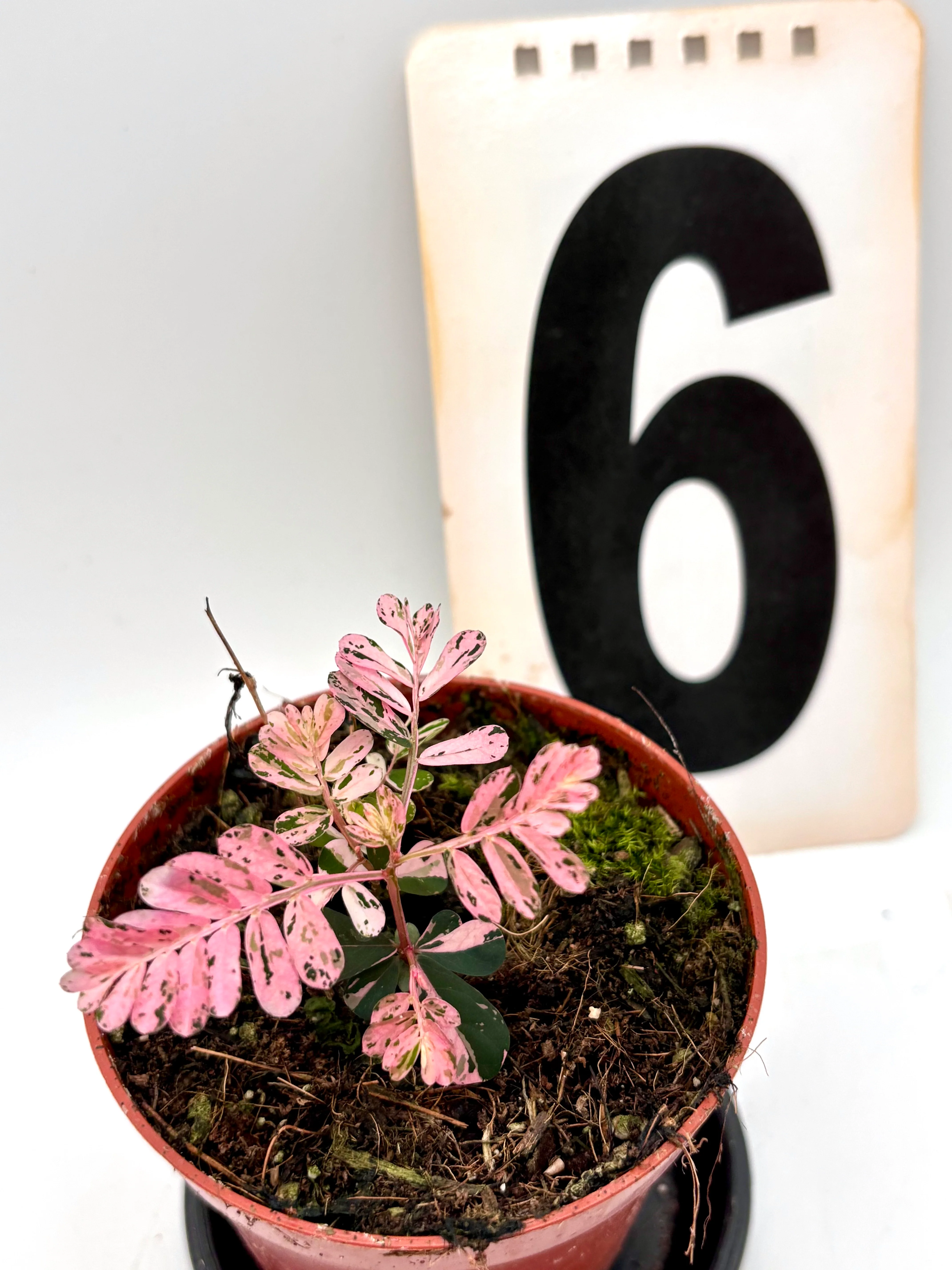 Produktbild 6