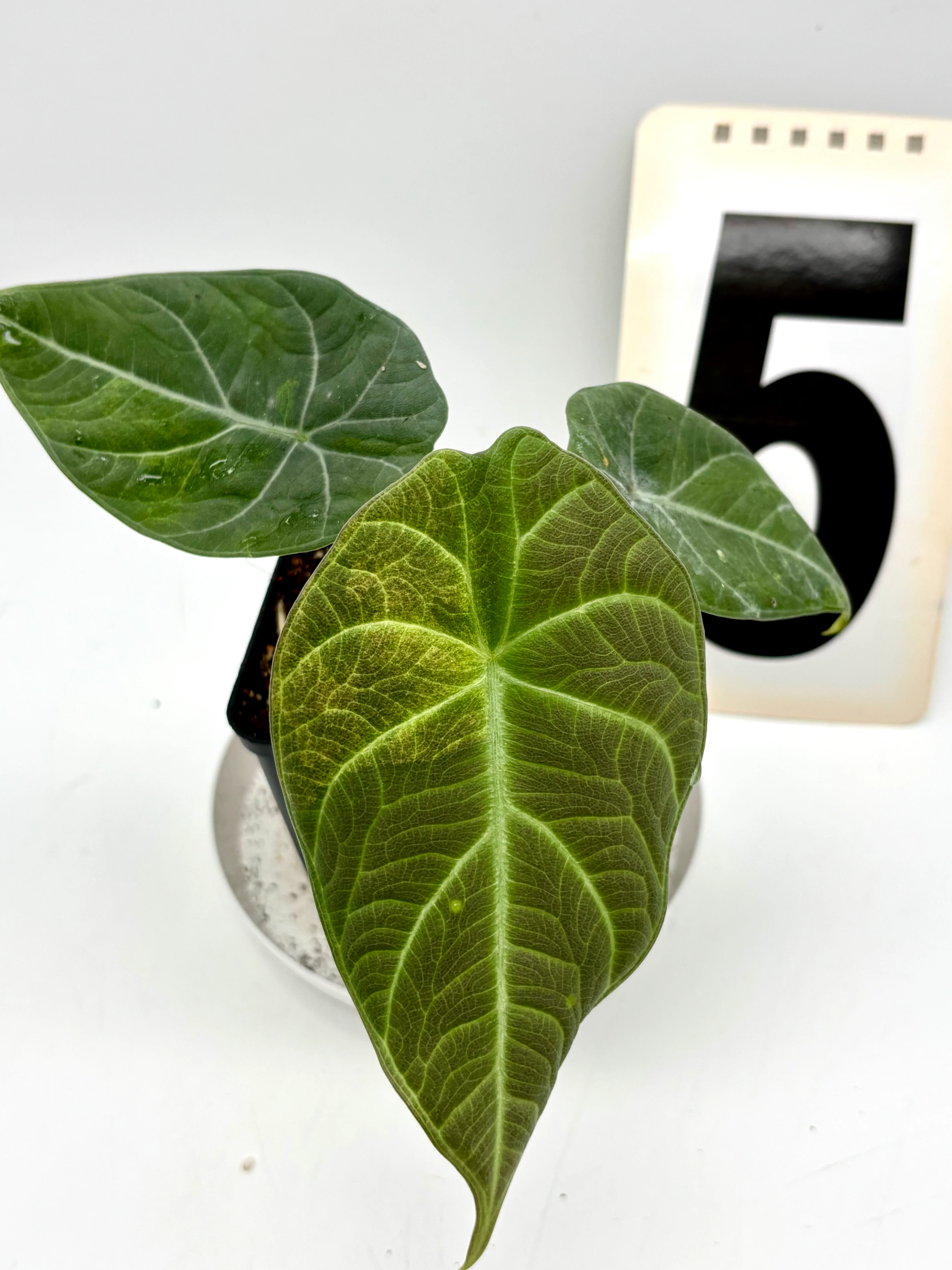 Produktbild 6