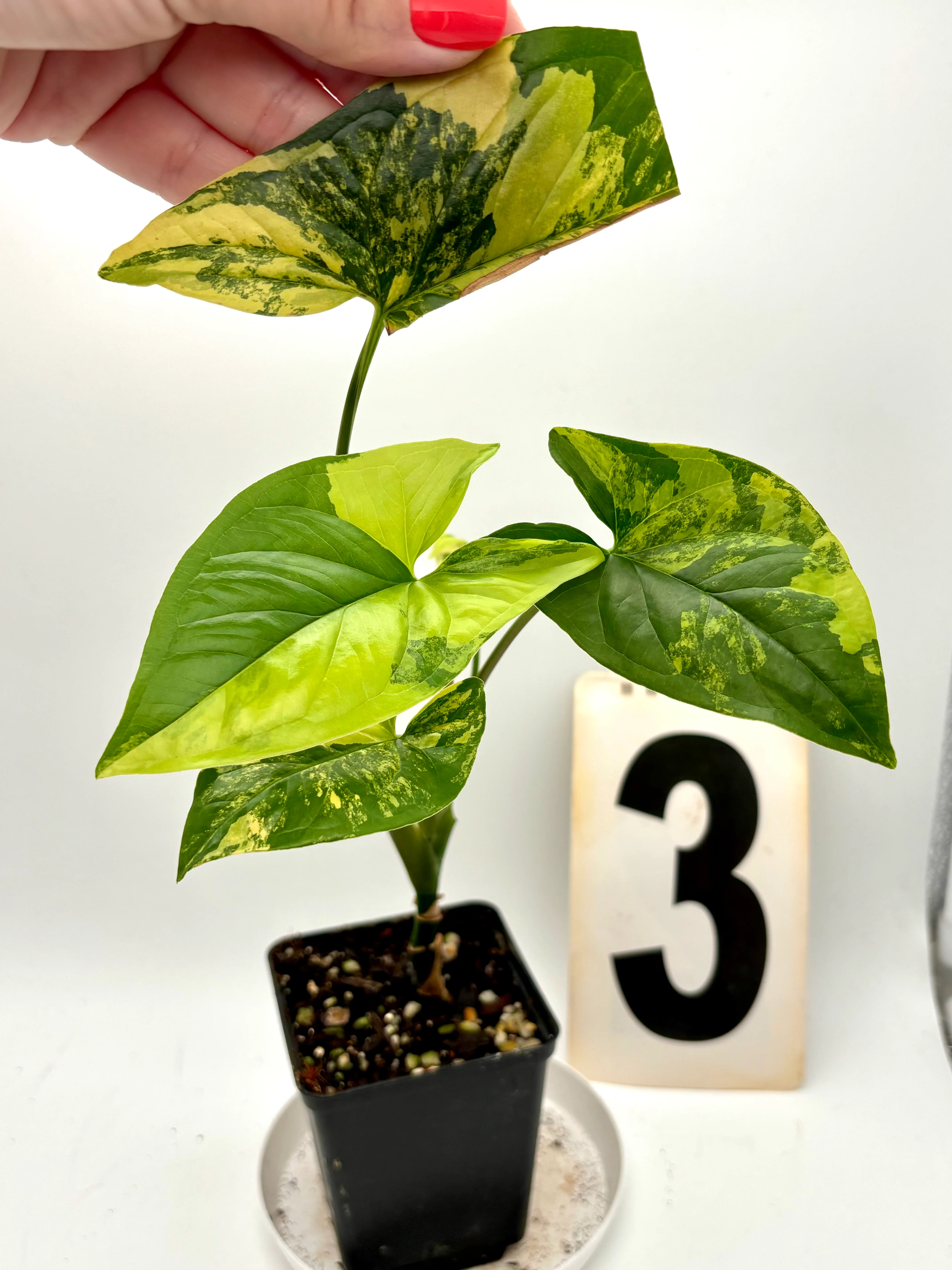 Produktbild 3