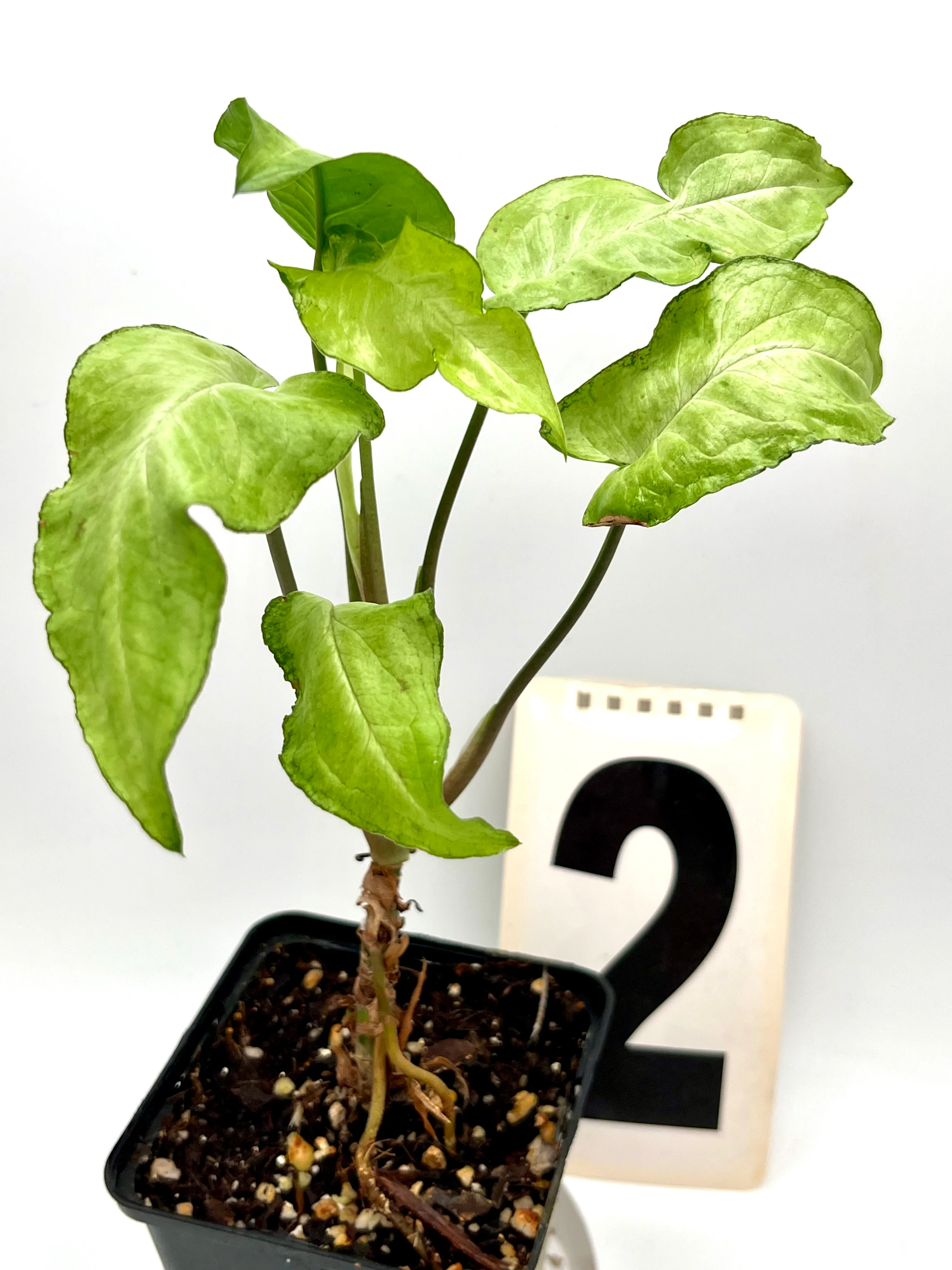 Vorschaubild 2